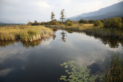 Wetlands near Golden
