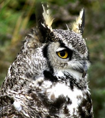 Western Screech Owl