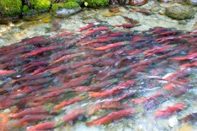 Salmon run